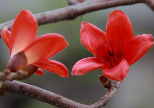 木棉花進口報關(guān)清關(guān)流程詳解