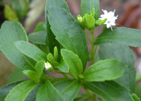 甜葉菊進口規(guī)范申報流程步驟